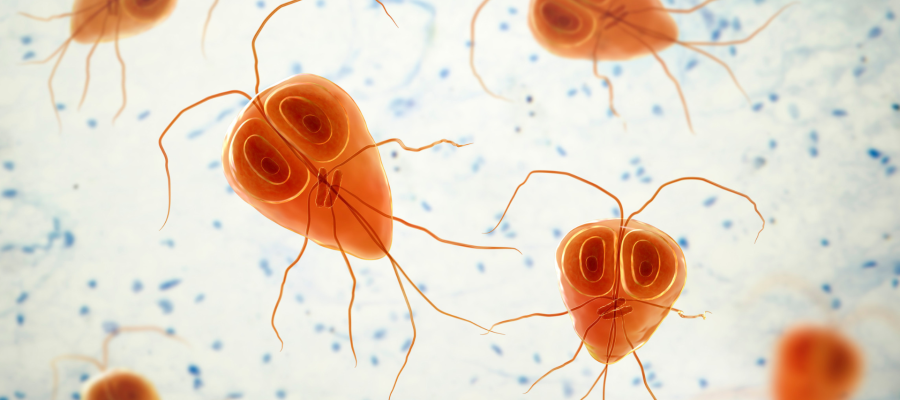 Giardia lamblia Trophozoit